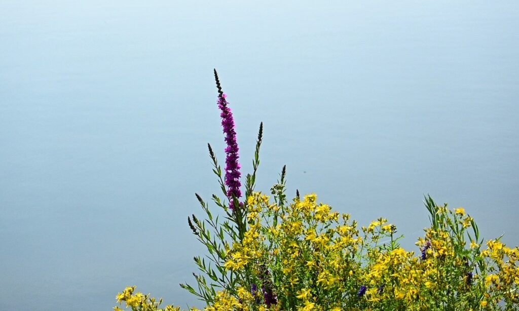 Good morning, Sault Ste. Marie! Here's today's weather! - SooToday.com
