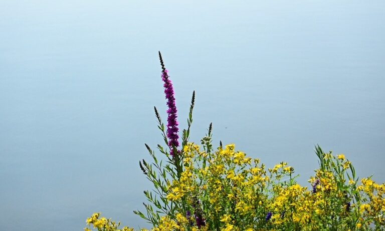 Good morning, Sault Ste. Marie! Here's today's weather! - SooToday.com