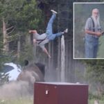 Heroic grandpa lured bison away from grandson before it tossed him 8-feet into air at Yellowstone, photographer reveals - New York Post