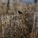 El Niño may test Latin America markets, with Colombia most exposed, UBS says - 93.3 The Drive