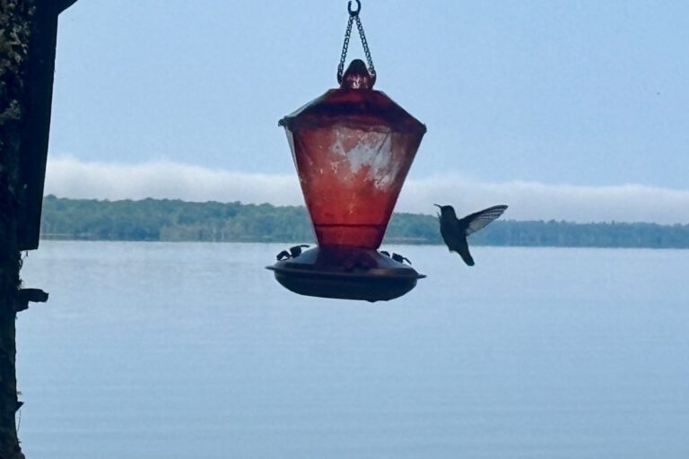 Good morning, Sault Ste. Marie! Here's today's weather! - SooToday.com