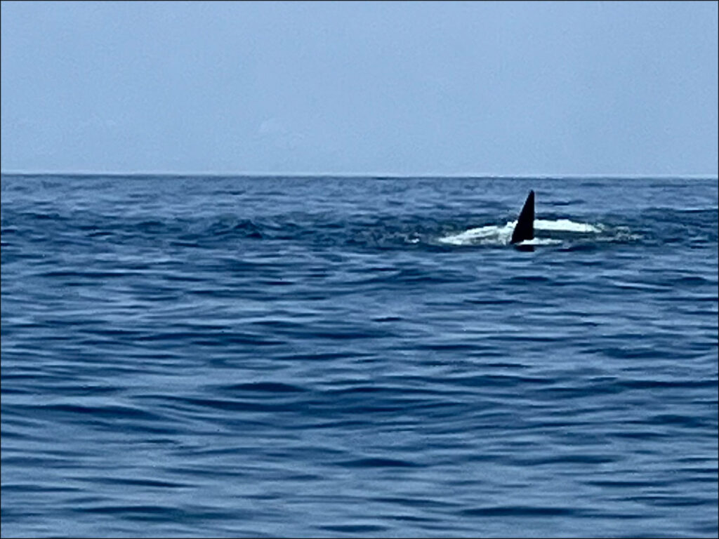Was That Really an Orca Off Montauk? - The East Hampton Star