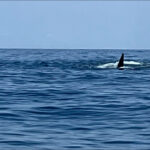 Was That Really an Orca Off Montauk? - The East Hampton Star