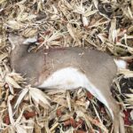 House faces 50 counts of firearm and wildlife violations - Pioneer Tribune