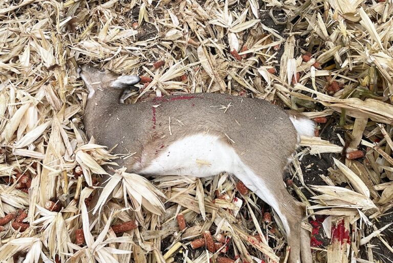 House faces 50 counts of firearm and wildlife violations - Pioneer Tribune