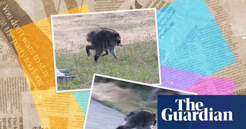 Who is Jimothy? Seven things you need to know about the internet’s favourite raccoon - The Guardian