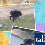 Who is Jimothy? Seven things you need to know about the internet’s favourite raccoon - The Guardian