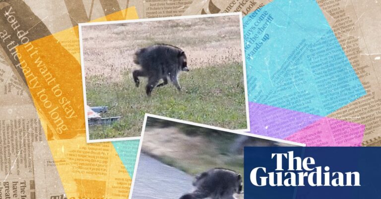 Who is Jimothy? Seven things you need to know about the internet’s favourite raccoon - The Guardian
