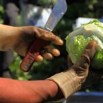 Cyclospora lettuce recall: How to wash produce safely - AJC.com