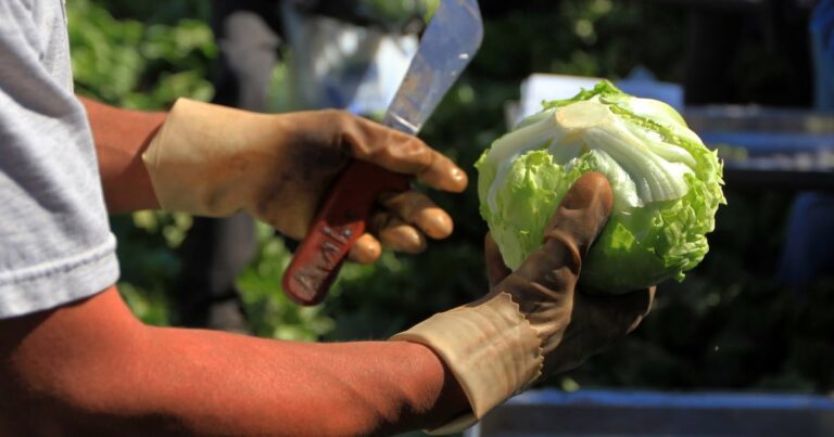 Cyclospora lettuce recall: How to wash produce safely - AJC.com