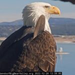 Mystery deepens over what's ailing Jackie the bald eagle - USA Today
