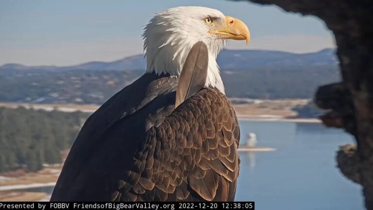 Mystery deepens over what's ailing Jackie the bald eagle - USA Today