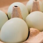 Salmonella outbreak tied to recalled eggs sickens nearly 100 people across 17 states - 13wham.com