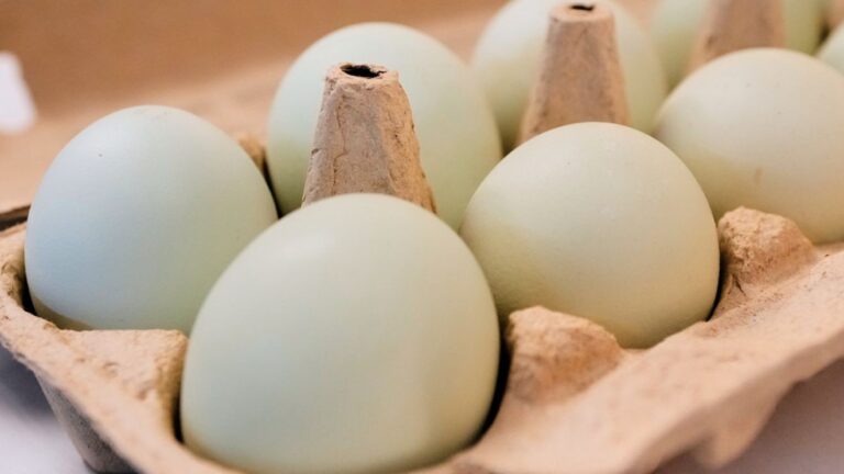 Salmonella outbreak tied to recalled eggs sickens nearly 100 people across 17 states - WPDE