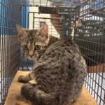 Take Me Home Tuesday: Strays at the Prince William Animal Shelter - Potomac Local News