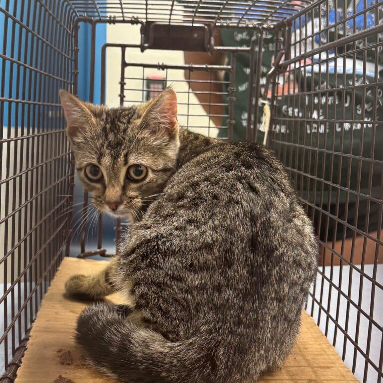 Take Me Home Tuesday: Strays at the Prince William Animal Shelter - Potomac Local News