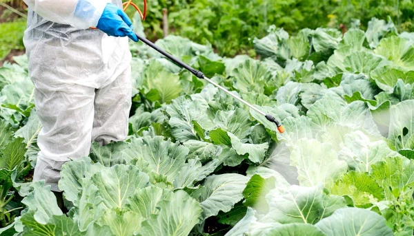 Are healthy foods not what they used to be in the modern world? Why vegetables and fruits are losing vitamins - Inbox.eu