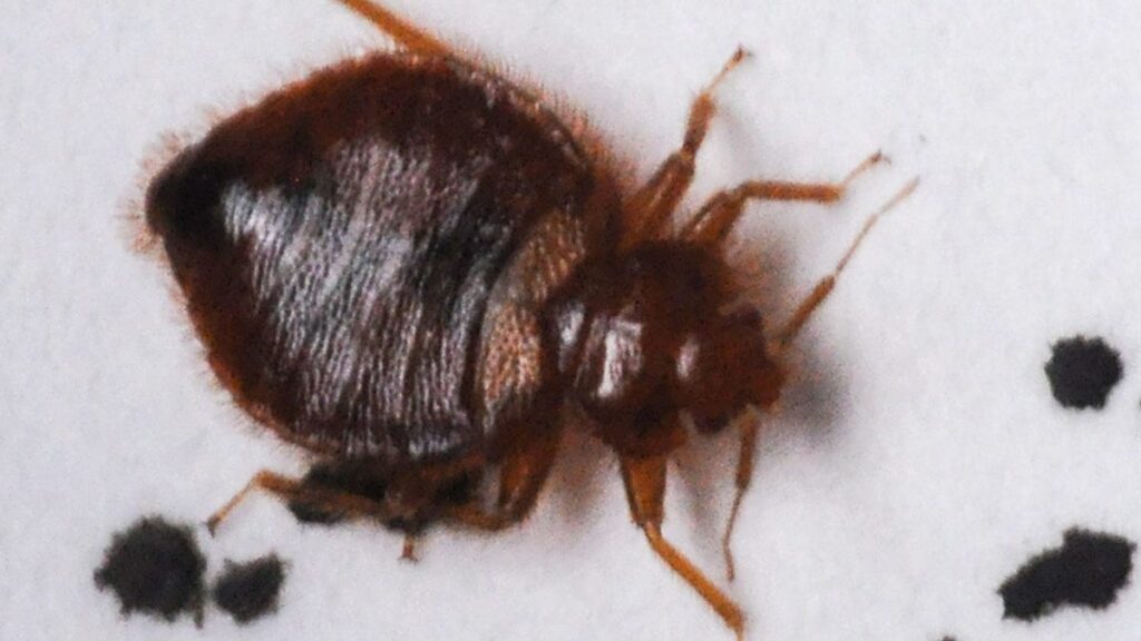 These 2 NC cities among U.S. bed bug hotspots, Orkin reports - The Asheville Citizen Times