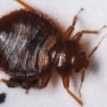 These 2 NC cities among U.S. bed bug hotspots, Orkin reports - The Asheville Citizen Times