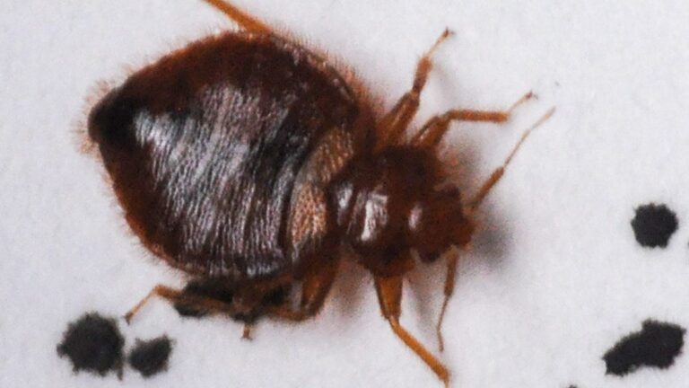 These 2 NC cities among U.S. bed bug hotspots, Orkin reports - The Asheville Citizen Times