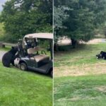 Bear steals golf clubs from cart in viral video - USA Today