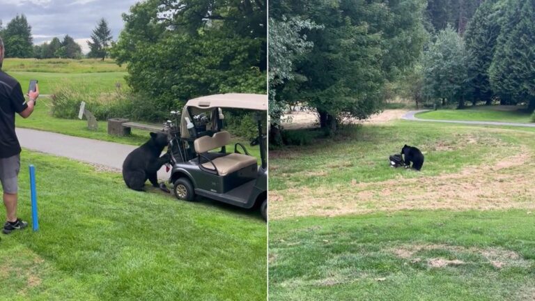 Bear steals golf clubs from cart in viral video - USA Today