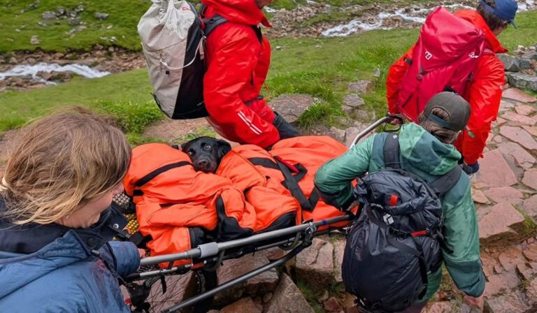 Dog rescued from mountain after eating suspected discarded cannabis - Extra.ie