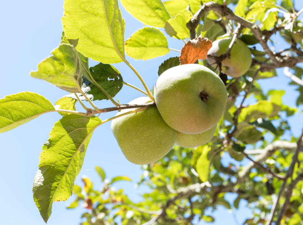 The root of the crisis: Martinelli’s contract cuts are just the latest blow to California apple farmers - Lookout Santa Cruz