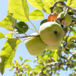 The root of the crisis: Martinelli’s contract cuts are just the latest blow to California apple farmers - Lookout Santa Cruz