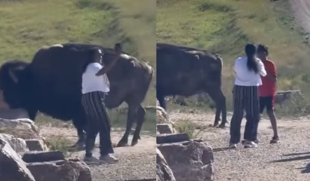 Tourist In Badlands National Park Apparently Learned Nothing From Grandpa’s Viral Bison Video - Whiskey Riff