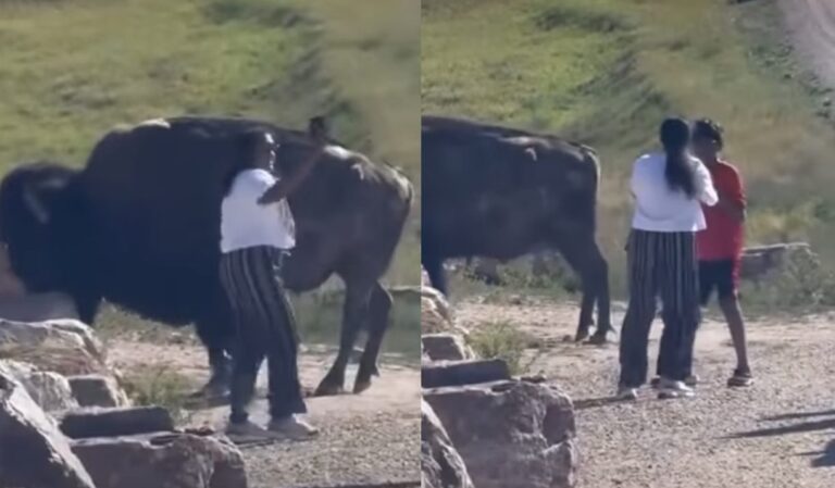 Tourist In Badlands National Park Apparently Learned Nothing From Grandpa’s Viral Bison Video - Whiskey Riff