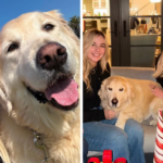 RHOC star Shannon Beador’s adorable dog Archie sadly died of brain cancer after filming - The Tab