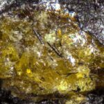 Earliest Confirmed Amber Discovered in China, Dating Back 385 Million Years - SSBCrack