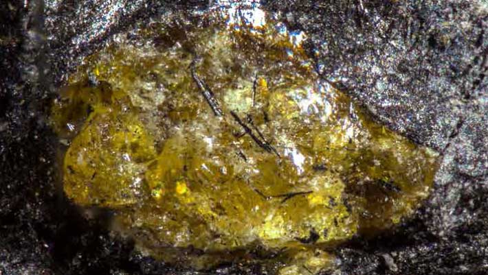 Earliest Confirmed Amber Discovered in China, Dating Back 385 Million Years - SSBCrack