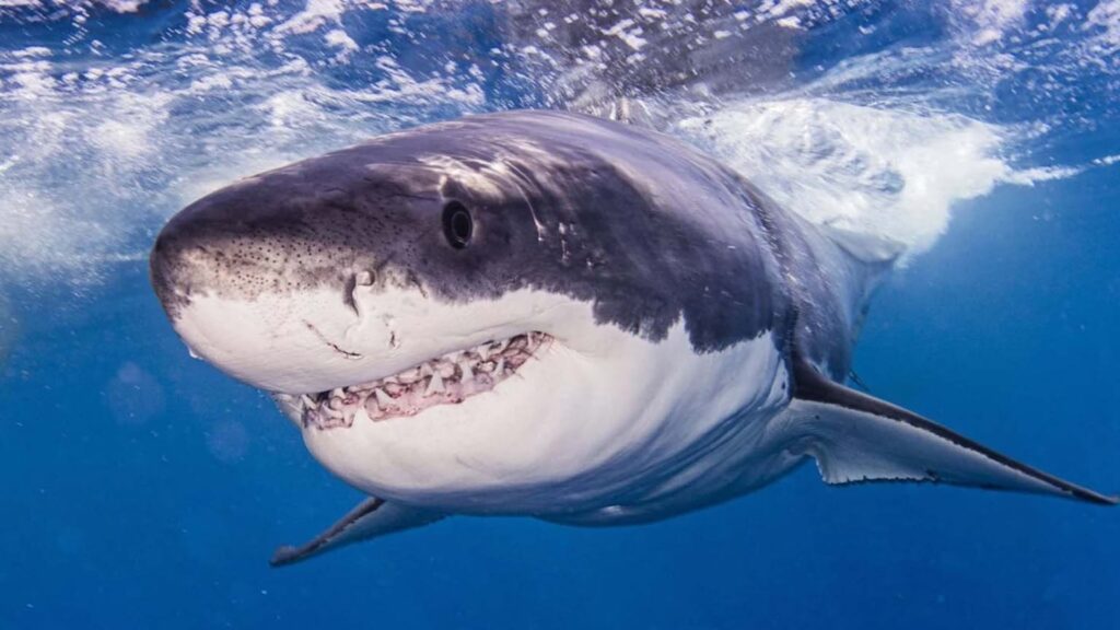 Largest great white shark ever tagged in the Atlantic is heading toward a popular vacation destination: It wei - Diario AS