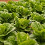 Explosive Parasite Outbreak Zeroes in on Taco Bell Lettuce Supplier Taylor Farms - Benzinga