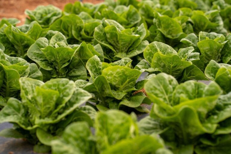 Explosive Parasite Outbreak Zeroes in on Taco Bell Lettuce Supplier Taylor Farms - Benzinga