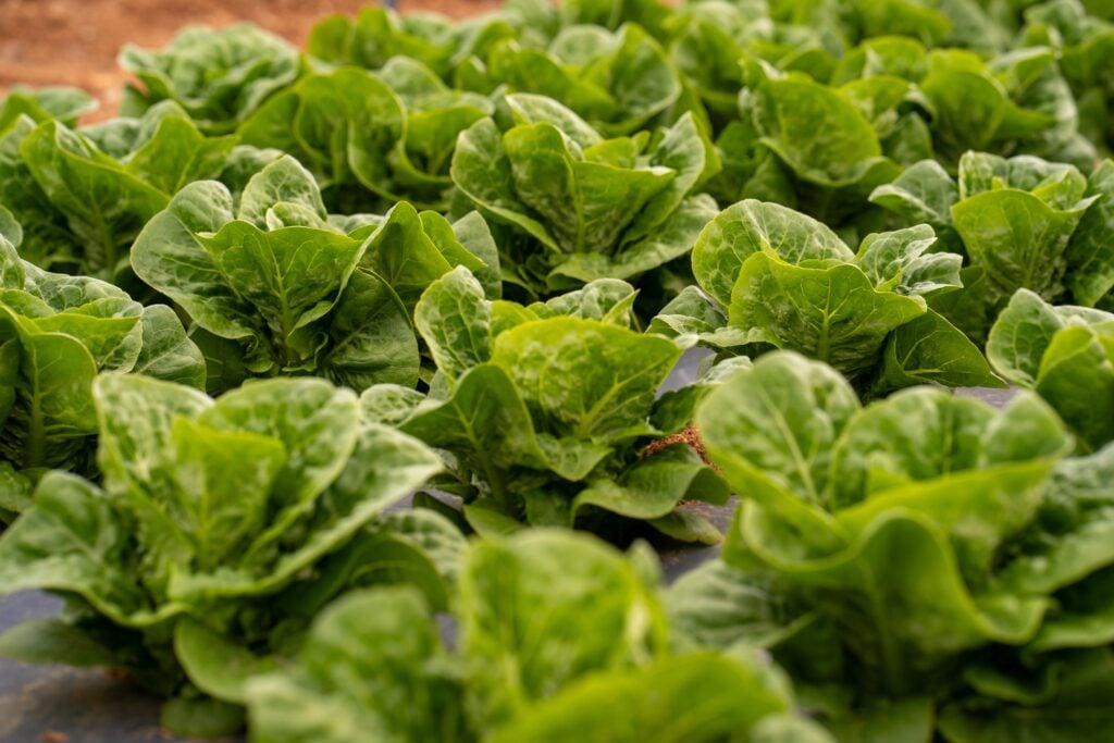 Explosive Parasite Outbreak Zeroes in on Taco Bell Lettuce Supplier Taylor Farms - Benzinga