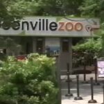 Escape artists: Animals that have gotten loose at the Greenville Zoo - FOX Carolina News