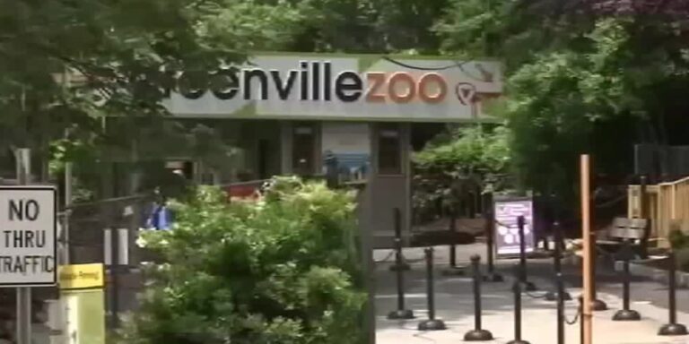 Escape artists: Animals that have gotten loose at the Greenville Zoo - FOX Carolina News