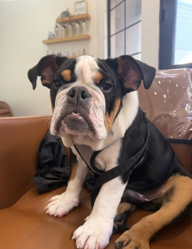 Death of dog at day care site in Santa Barbara sparks uproar - Santa Barbara News-Press