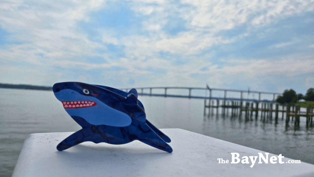 Shark Week In Southern Maryland: 23 Facts From Glowing Sharks To 30,000 Teeth - The BayNet