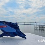 Shark Week In Southern Maryland: 23 Facts From Glowing Sharks To 30,000 Teeth - The BayNet