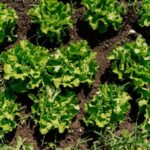Surge in Cyclospora Cases Raises Concerns Over Food Contamination in the US - SSBCrack