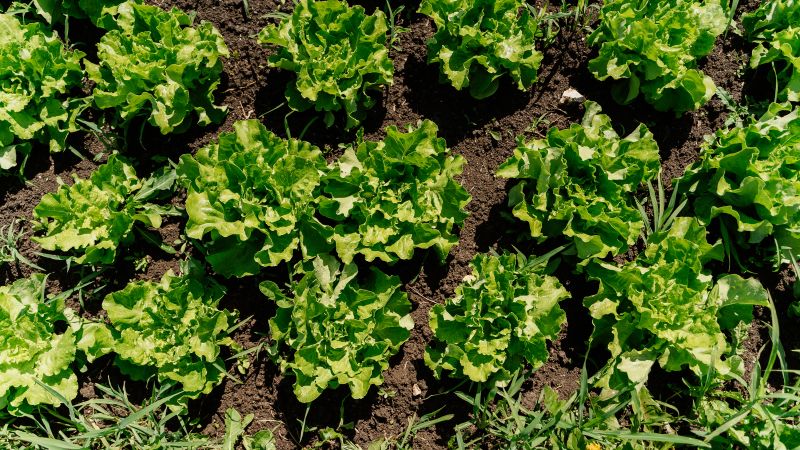 Surge in Cyclospora Cases Raises Concerns Over Food Contamination in the US - SSBCrack