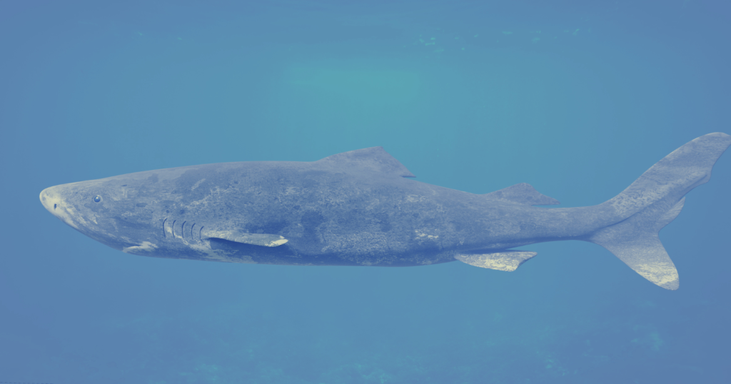 The Greenland shark drifts through Arctic water at the pace of a slow walk and doesn't reach sexual maturity until roughly 150 years old, meaning individuals cruising the North Atlantic today were already swimming when the American Revolution began - Silicon Canals