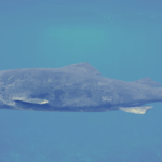 The Greenland shark drifts through Arctic water at the pace of a slow walk and doesn't reach sexual maturity until roughly 150 years old, meaning individuals cruising the North Atlantic today were already swimming when the American Revolution began - Silicon Canals