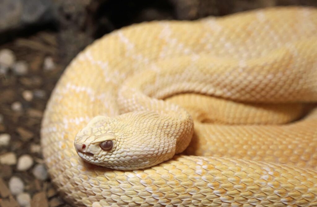 Arizona rattlesnake wrangler finds rare albino rattlesnake, then realizes it is pregnant - The Cool Down
