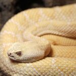 Arizona rattlesnake wrangler finds rare albino rattlesnake, then realizes it is pregnant - The Cool Down
