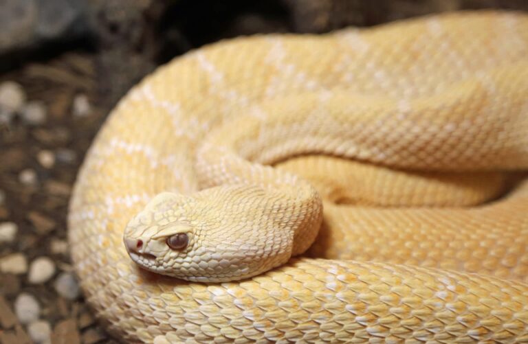 Arizona rattlesnake wrangler finds rare albino rattlesnake, then realizes it is pregnant - The Cool Down